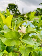 Detalle árbol de limón con flores close-up 