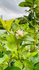 Detalle &aacute;rbol de lim&oacute;n con flores close-up