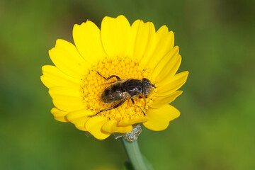 Yellow flower of corn marigold, corn daisy (Glebionis segetum, syn. Chrysanthemum segetum) with hoverfly, Eristalinus sepulchralis (Small Spotty-eyed Dronefly, Black Lagoon Fly). Summer, Netherlands