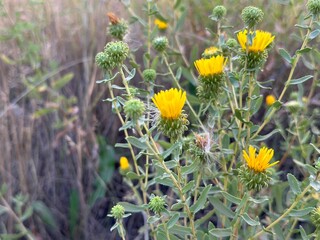 flowers in the meadow field yellow wildflowers