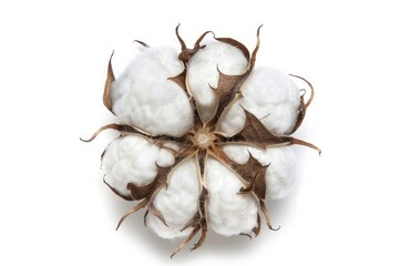 cotton bolls isolated on a white background