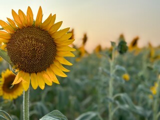 sunset over the field sunflower field in the morning