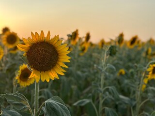 sunset over the field sunflower field in the morning