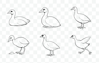 Print Elegant Coot Line Art Vector Set for Sophisticated and Artistic Designs in Nature Illustrations