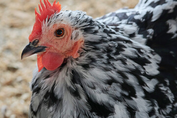 Hen on private farm in chicken coop close up. Comb and beak. Poultry farming and agriculture. Purebred breeding. 