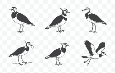 Print Comprehensive Lapwing Line Art Vector Set for Detailed and Versatile Designs Up to 100 Unique Illustrations