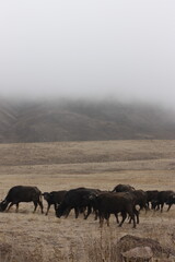 misty morning on the river fog in the mountains