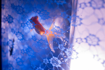 一匹の金魚さん