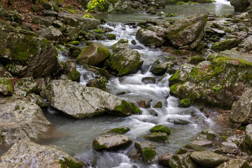 stream in the forest