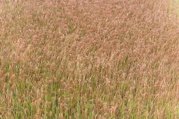 Yellow reeds in the field