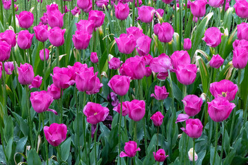 field of pink tulips