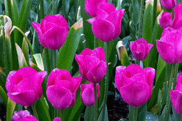 tulips in the garden