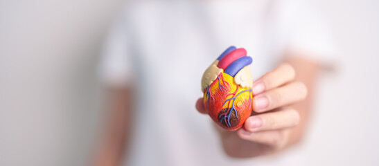 Woman holding human Heart model. Cardiovascular Diseases, Atherosclerosis, Hypertensive Heart,...