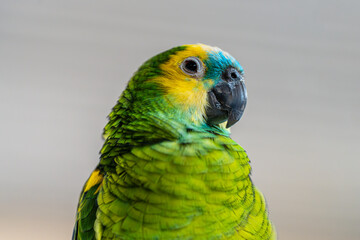 Portrait of a blue-fronted parrot on neutral background