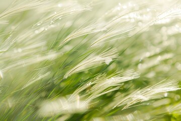 Soft grass strands swaying in the wind create a blurred effect in the natural landscape, Fine, wispy strands of grass fluttering in a breeze