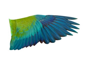 Brightly colored wing of Macaw parrot isolated on transparent background png file