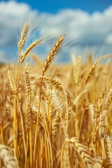 Fototapeta premium sharp photo of a wide summer landscape featuring a golden wheat field, showcasing the vast beauty