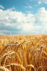 sharp photo of a wide summer landscape featuring a golden wheat field, showcasing the vast beauty