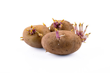 Organic potato aged and sprouted from roots