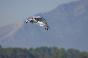 Obraz premium Gaviota reidora, Chroicocephalus ridibundus, volando con el parque natural Sierra de Mariola al fondo, Pantano de Beniarrés, España