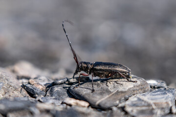 Monochamus scutellatus, commonly known as the white-spotted sawyer or spruce sawyer or spruce bug or a hair-eater, , Savage River canyon, Denali National Park & Preserve, Alaska 
