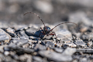 Monochamus scutellatus, commonly known as the white-spotted sawyer or spruce sawyer or spruce bug or a hair-eater, , Savage River canyon, Denali National Park & Preserve, Alaska 
