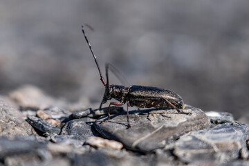 Monochamus scutellatus, commonly known as the white-spotted sawyer or spruce sawyer or spruce bug or a hair-eater, , Savage River canyon, Denali National Park & Preserve, Alaska 

