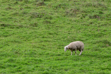 Serene rural landscape with grazing sheep, peaceful countryside concept, idyllic morning atmosphere, naturalistic photography style.
