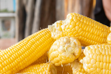 close up of corn