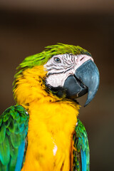 Portrait of a blue-and-yellow macaw