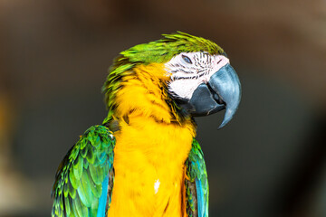 Portrait of a blue-and-yellow macaw