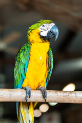 Portrait of a blue-and-yellow macaw