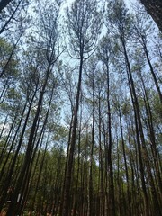 Fototapeta premium Hutan pinus di waktu siang