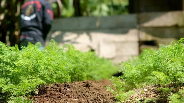 Carrot Garden Close-Up Featuring Farmer Digging on Merapi's Slopes