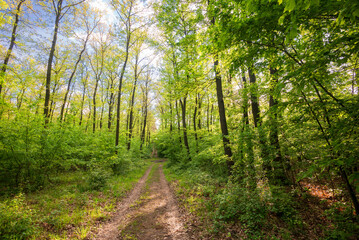 Obraz premium Beautiful Green Forest trees, Path in spring forest in Hungary