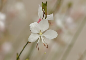 Gaura Sommerstaude