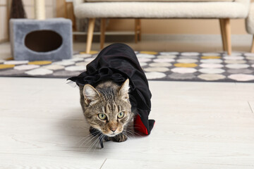 Cute cat with cape at home on Halloween day