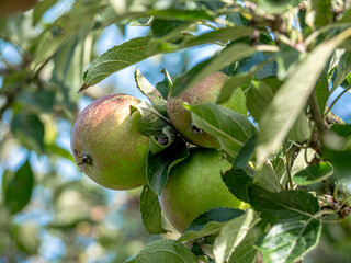 apples in your own garden, from the initial planting and tree care to harvesting and maintaining a healthy orchard. 