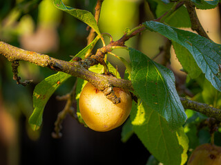 Reineclaude plums grow on hardy fruit trees, known for their sweet, aromatic flavor. These...