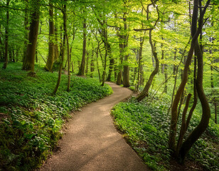 Fototapeta premium Narrow path in the green forest.