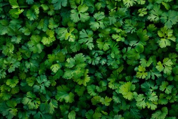 Obraz premium Coriander leaves texture background, cilantro leaf pattern, chinese parsley greens banner, spices, seasonings
