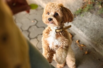 Woman walking with cute funny dog outdoors