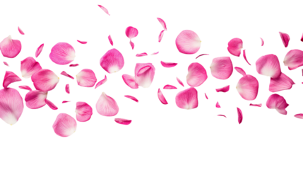 pink rose petals isolated on transparent white background, clipping path 