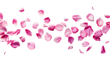 pink rose petals isolated on transparent white background, clipping path 