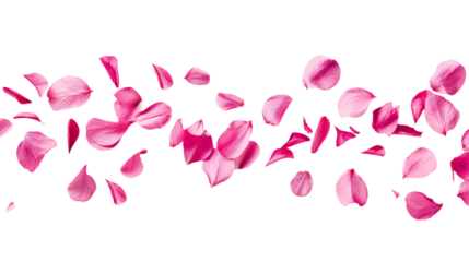 pink rose petals isolated on transparent white background, clipping path 