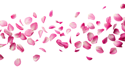 pink rose petals isolated on transparent white background, clipping path 