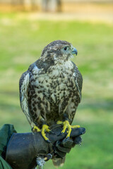 Person holds a bird of prey, a hawk, in their hand