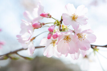 逆光で写した河津桜のクローズアップ
