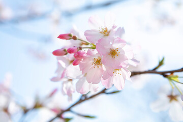 逆光で写した河津桜のクローズアップ
