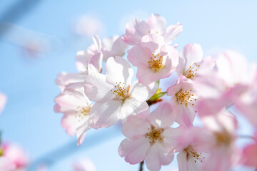 逆光で写した河津桜のクローズアップ
